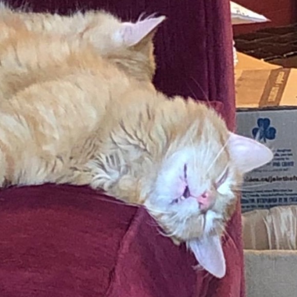 Meet your Posher, Kyenta - Picture 1 of 1